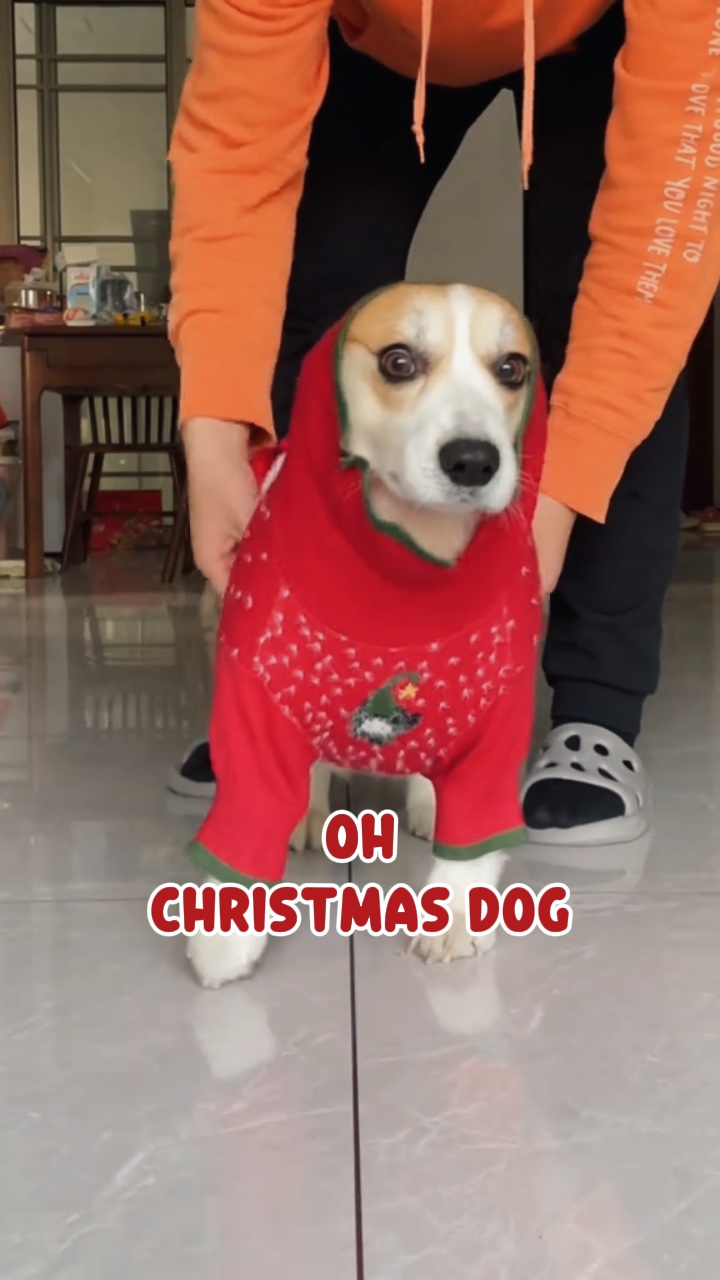 Christmas dog