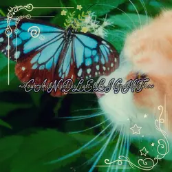 Lyrics // cat.
