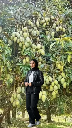 pohon mangga