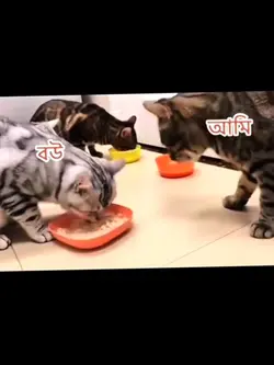 বউকে খাওয়াবি কি