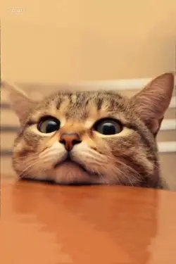 แมวบ่น555