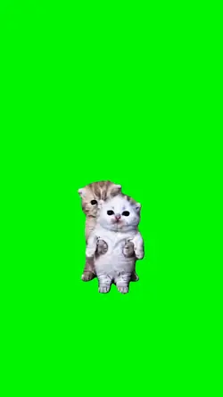 cute cat dance