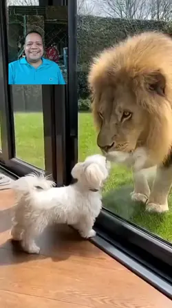 funny dog