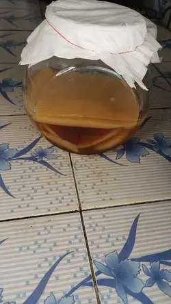 Scoby kombucha