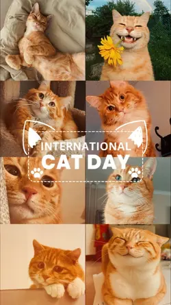 HAPPY CAT DAY