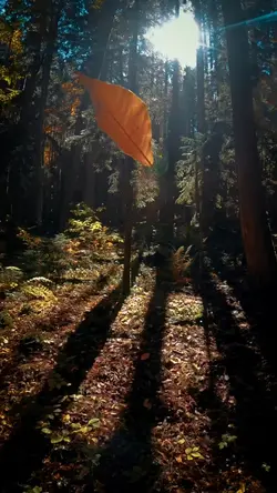 Bliss