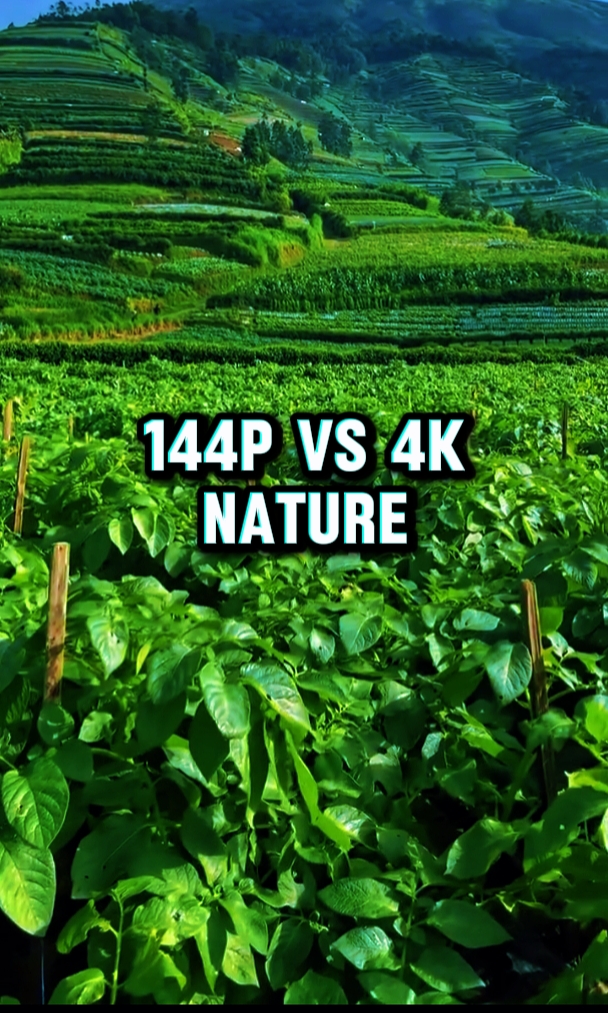 144p vs 4k Nature 