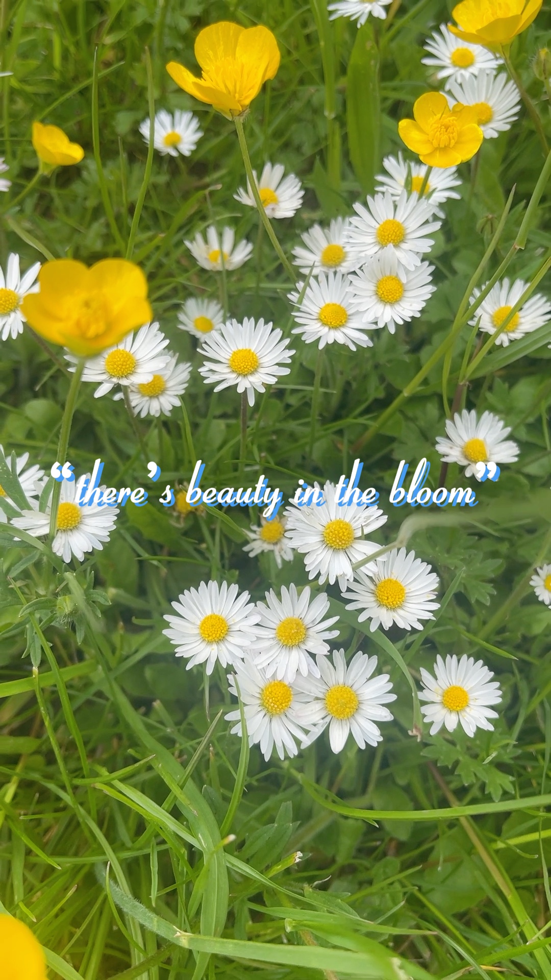 봄 열기 🌼