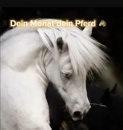 Pferde