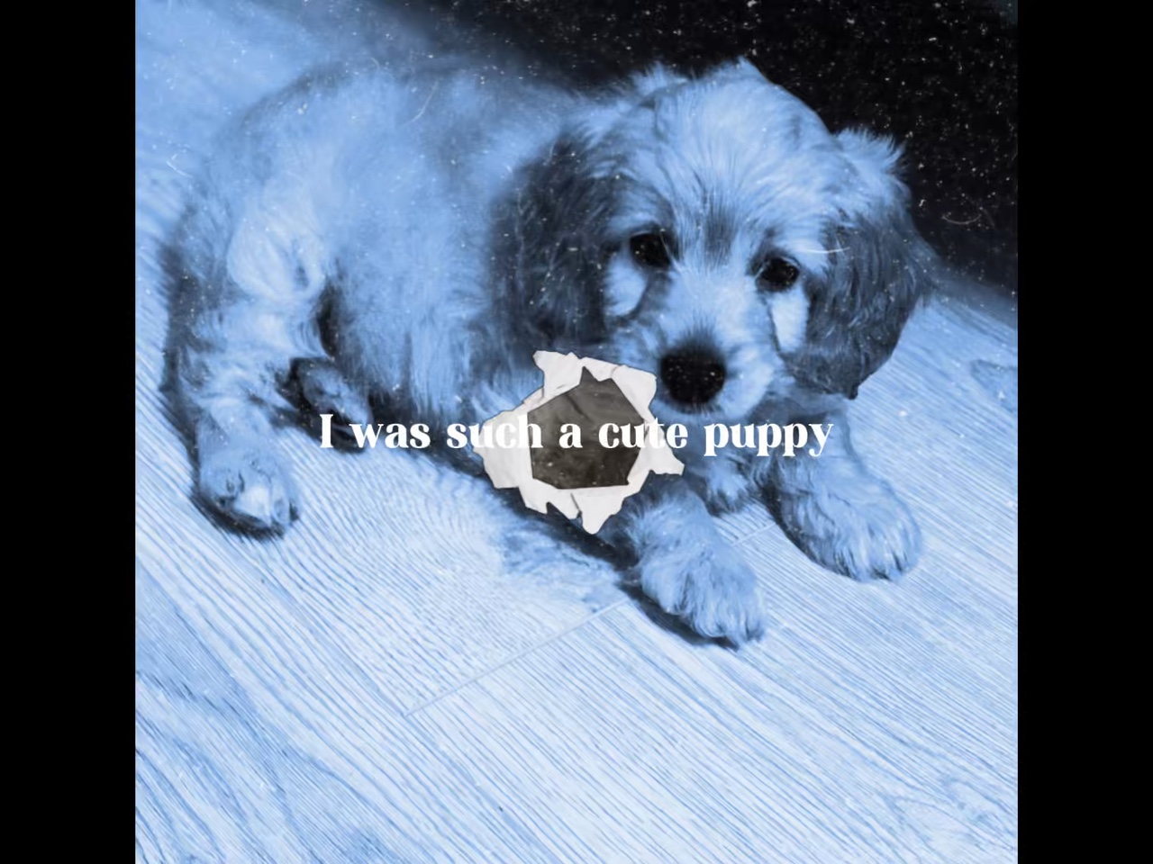 Adorable dog