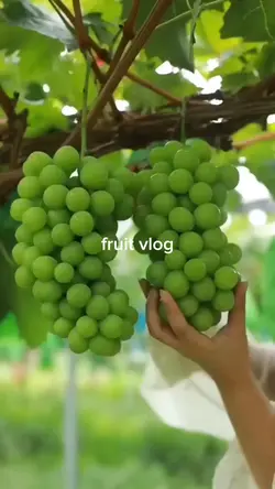33. fruit vlog