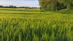 widoczek 