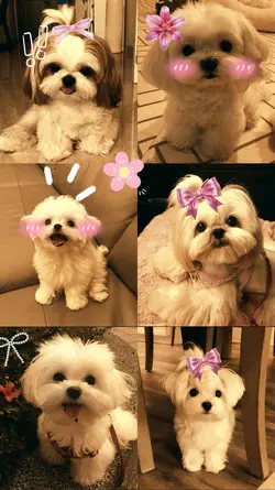 cutie