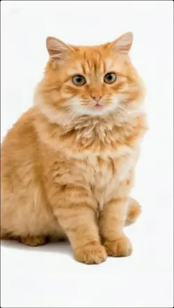 猫のラーメン作り