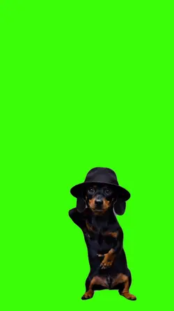 Cachorro/Dog