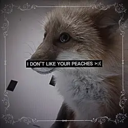 Fox :3