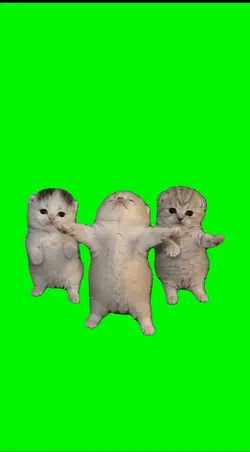 COOL KITTENS