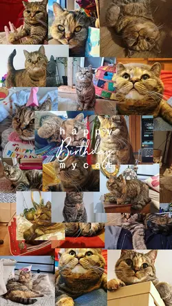 Cat birthday my pets