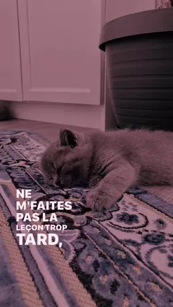 Photo paroles 🐈🐈