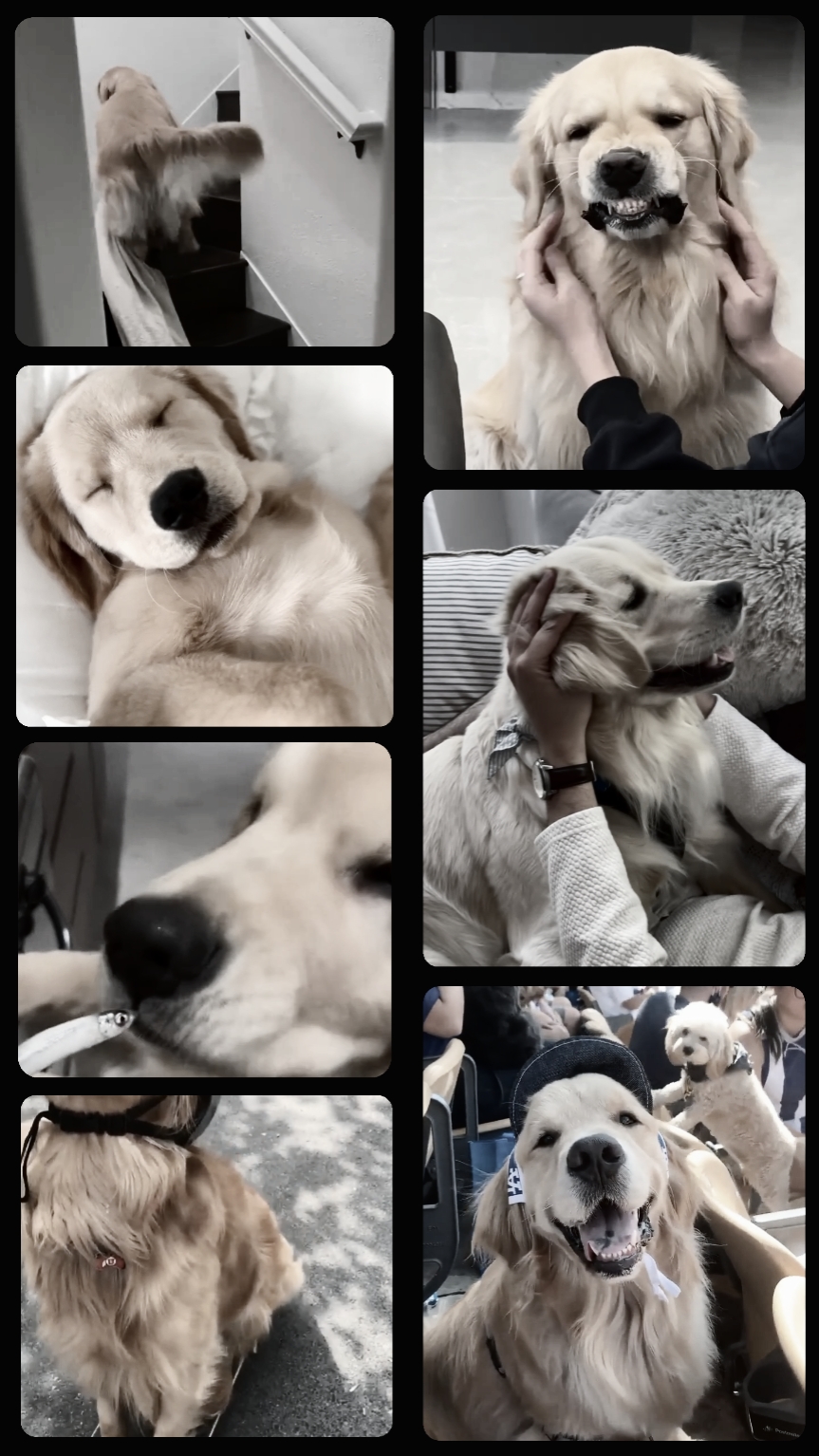 Pets: my camera roll