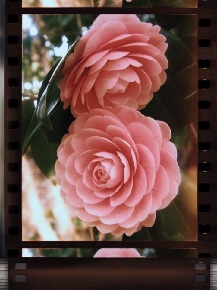 Vintage Roll Film