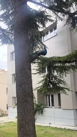 I believe I can fly 