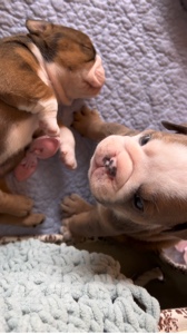 Bulldog puppie