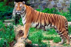 Enlève le tigre
