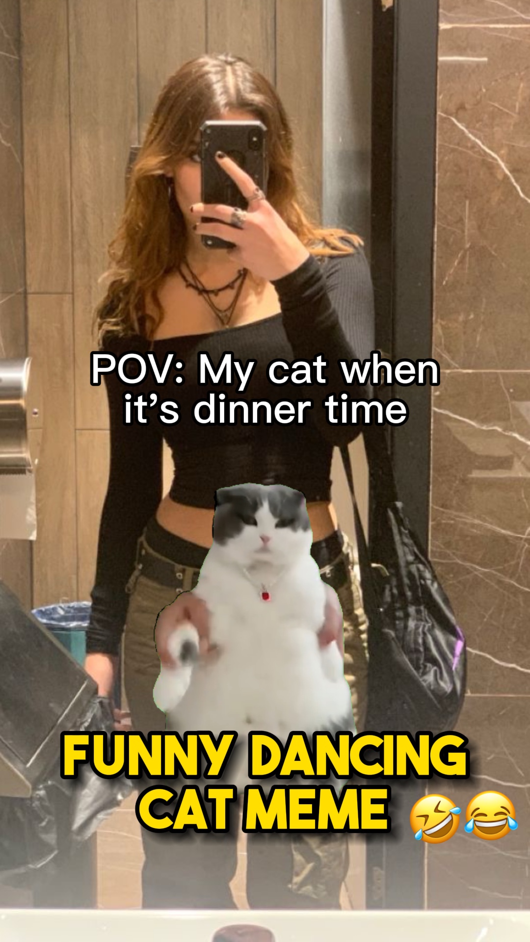 Gato bailando😂