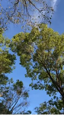 3วิดีโอ+ธรรมชาติ🌿