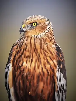 Skull x Hawk