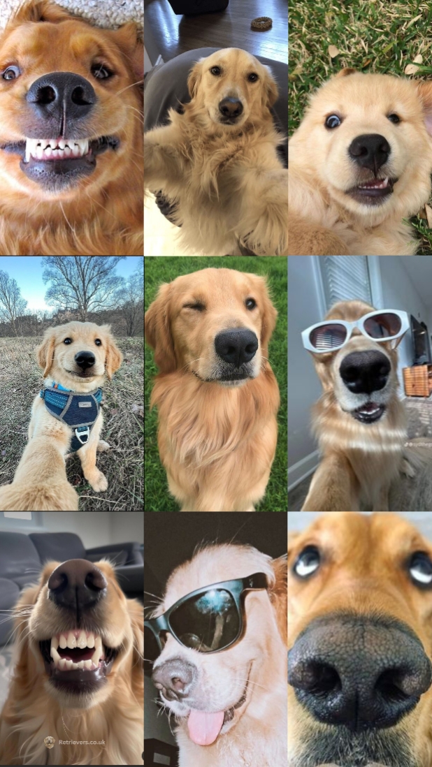 Golden Retriever 