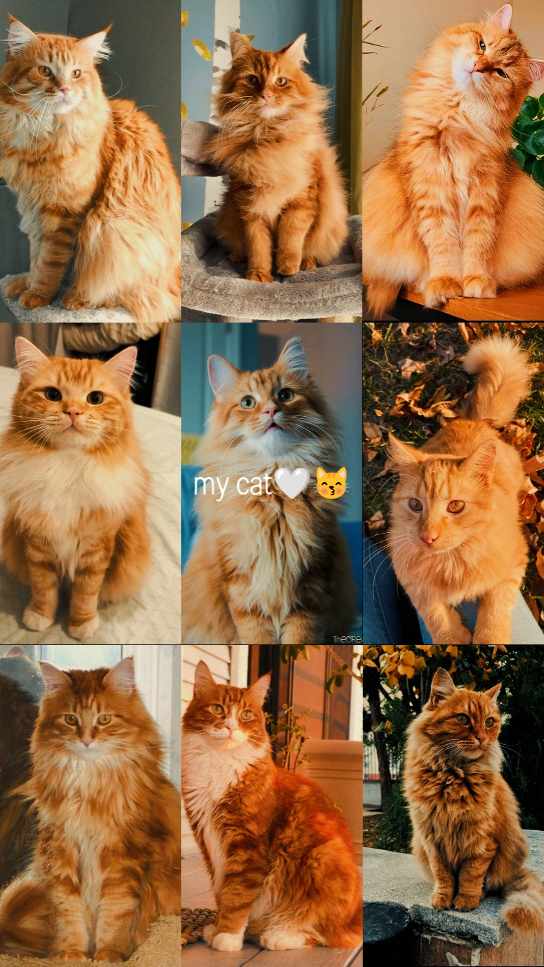 Mi gato