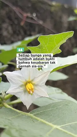 Motivasi Berkebun
