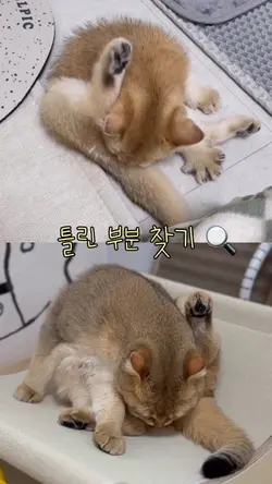 틀린 부분 찾기🔍✨