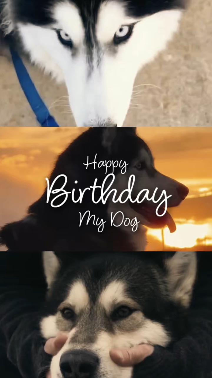 วันเกิด birthday dog