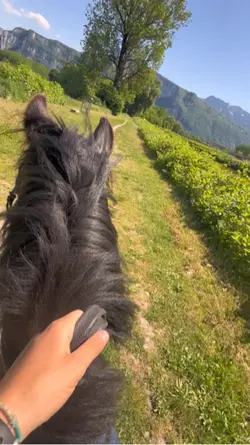 Poneys..