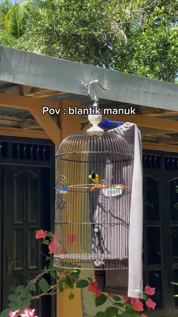 Pov blantik manuk