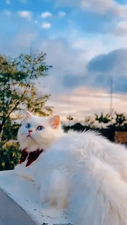 cat slowmotion