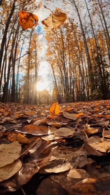 Autumn dump