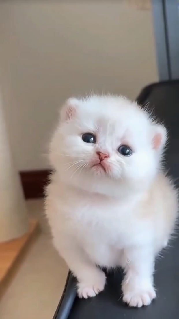 Katze