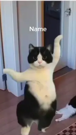 Dancing cat