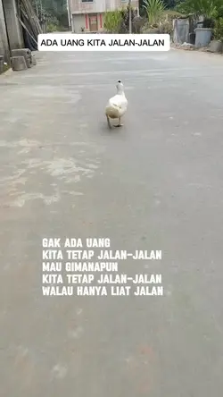 BEBEK GOYANG 