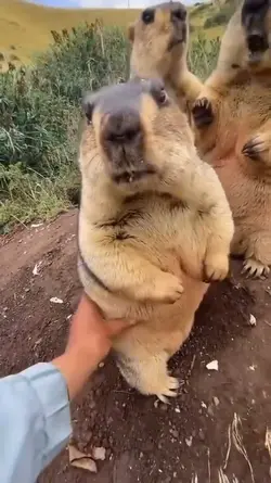 Squeeze Squeeze
