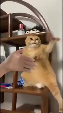 Cat kungfu