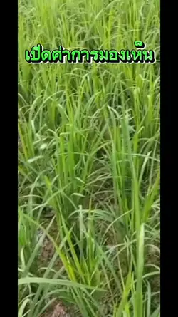 เสียงไม่ติดลิขสิทธิ์