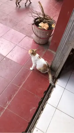 DOA UNTUK KUCING