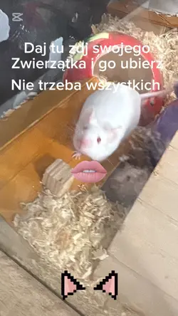 Ib:ktoś z cc