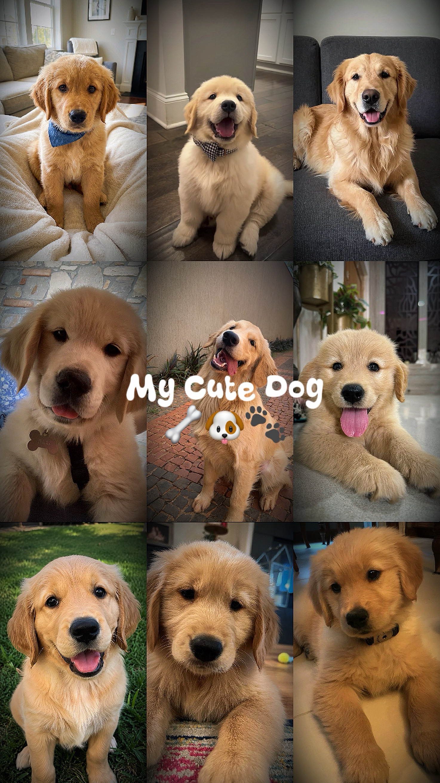My Cute Dog