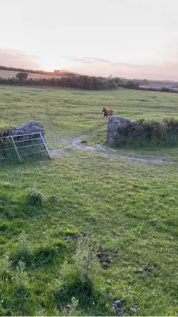 The foals so cute💞